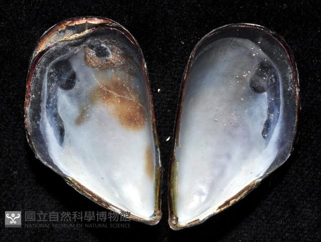 絲綢殼菜蛤藏品圖，第2張