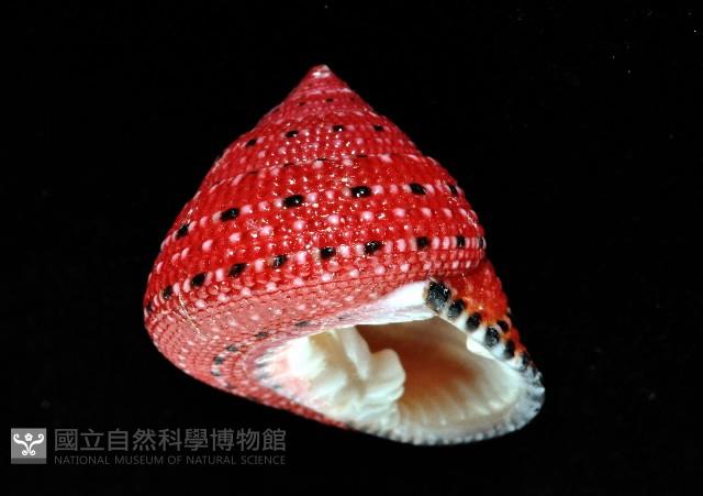 草莓鐘螺藏品圖，第2張