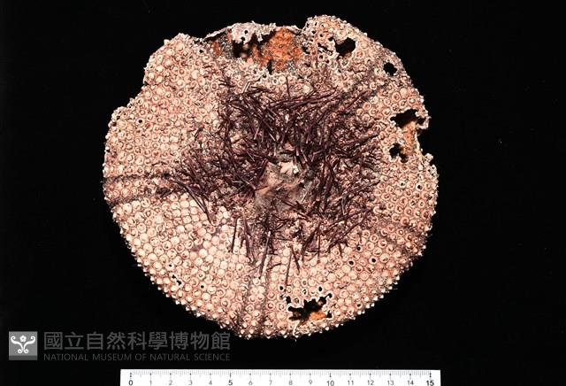 輻星肛海膽藏品圖，第2張