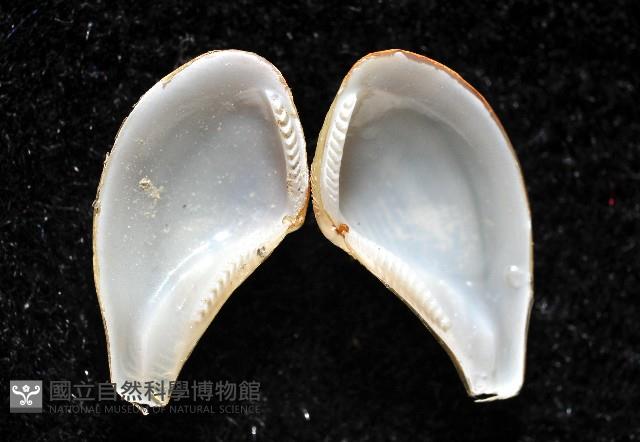 短刀彎錦蛤藏品圖，第2張