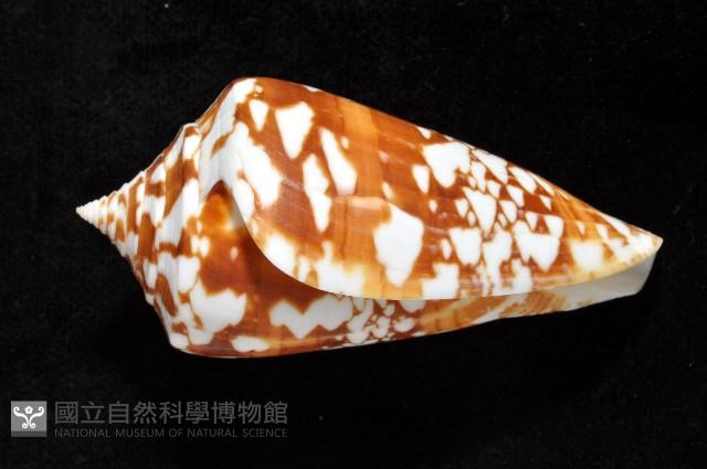 阿瑪迪芋螺藏品圖，第2張