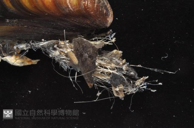 綠殼菜蛤藏品圖，第2張