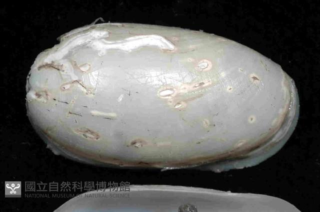 未知種深海粗米螺藏品圖，第2張