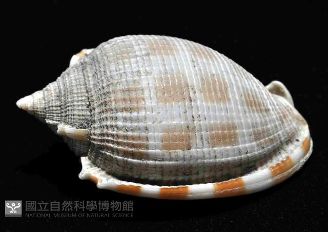 布紋鬘螺藏品圖，第2張