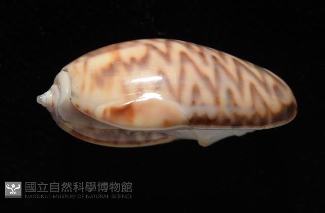 泡形榧螺藏品圖，第2張