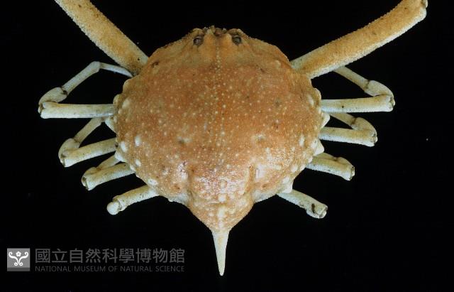 泡粒長螯蟹藏品圖，第2張