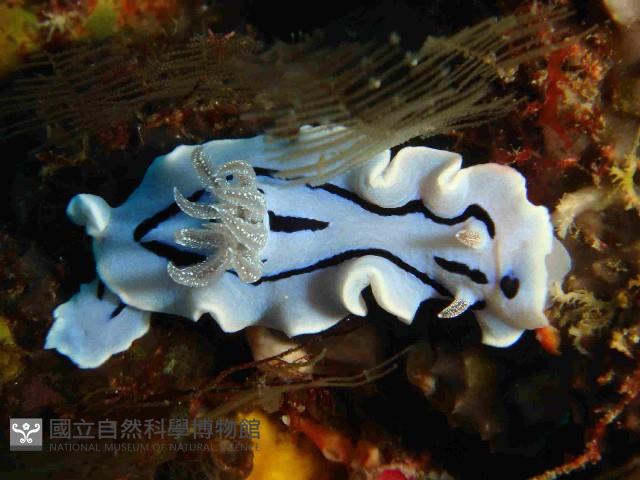 威簾多彩海蛞蝓藏品圖，第2張