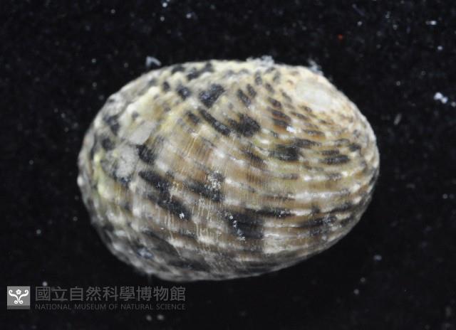 虛線蜑螺藏品圖，第2張