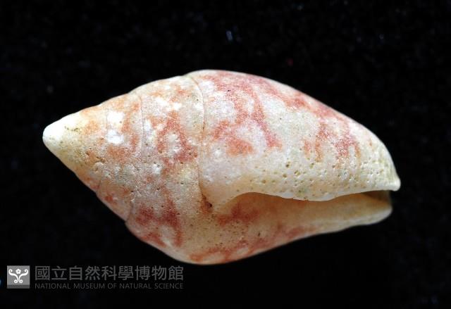 麥螺藏品圖，第2張