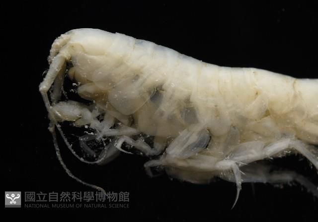 未知種深海鉤蝦藏品圖，第2張