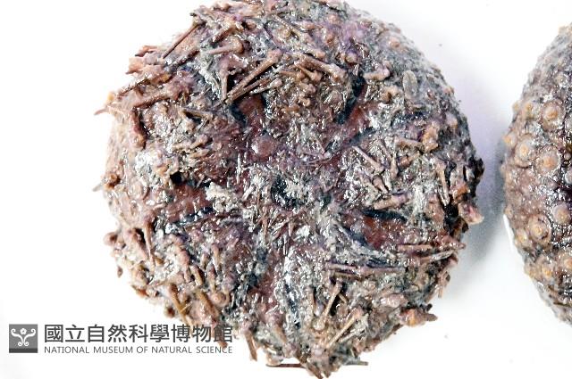 日本毛冠海膽藏品圖，第2張