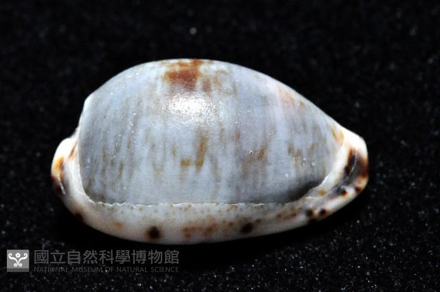 小眼寶螺藏品圖，第2張