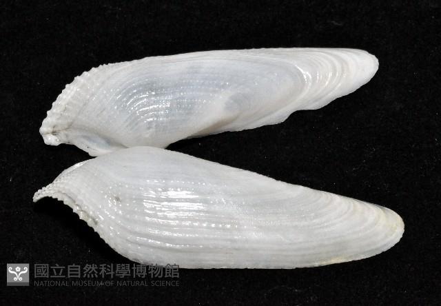 馬尼拉鷗蛤藏品圖，第2張