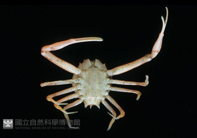 十一刺栗殼蟹藏品圖，第2張