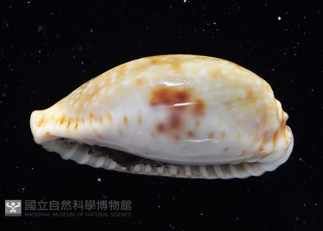 腰斑寶螺藏品圖，第2張