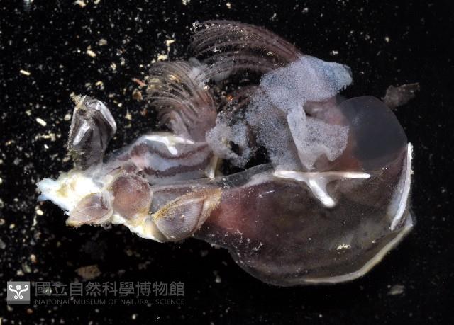 細板條茗荷藏品圖，第2張