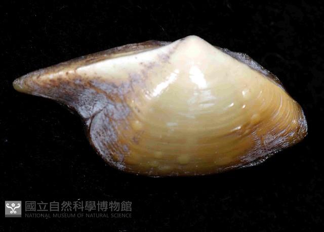 深淵馬刺蛤藏品圖，第2張
