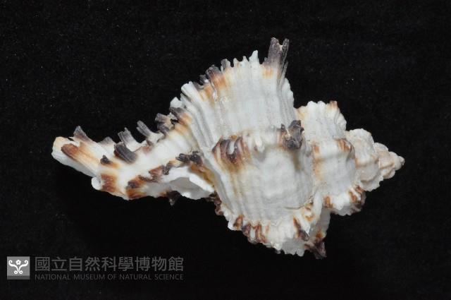 萵苣千手螺藏品圖，第2張