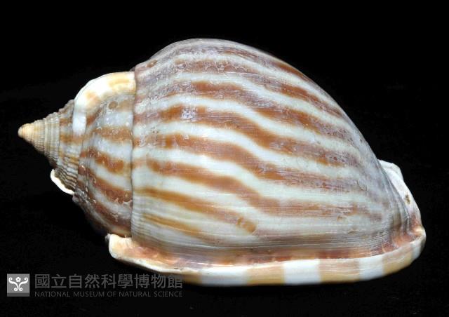 條紋鬘螺藏品圖，第2張