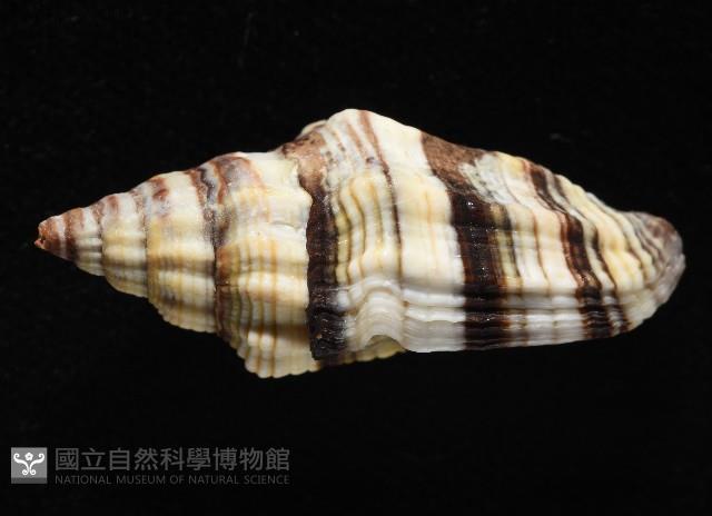 黑帶蛹筆螺藏品圖，第2張