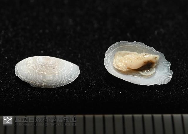 登錄號:004961-00119藏品圖，第2張