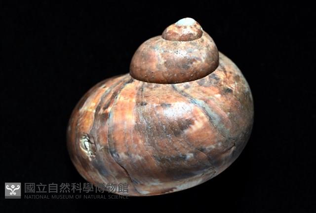 芮氏蠑螺藏品圖，第2張