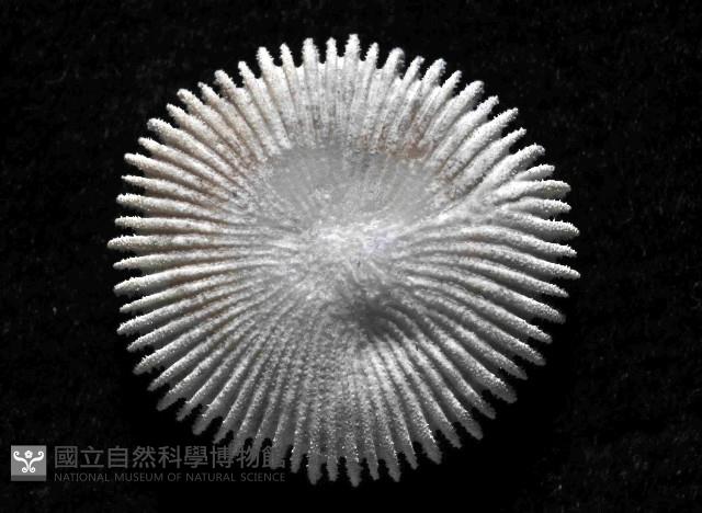 未知種角杯珊瑚藏品圖，第2張