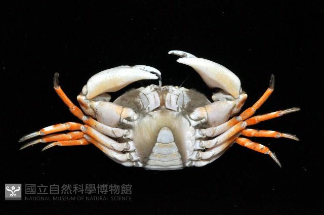 紅斑斗蟹藏品圖，第2張