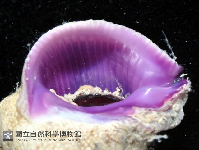 紫口珊瑚螺藏品圖，第2張