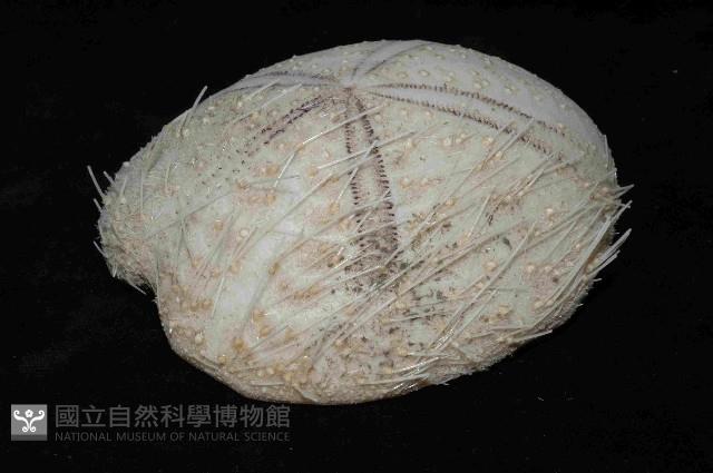 大脆心形海膽藏品圖，第2張