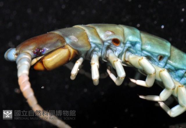 長足衛蜈蚣藏品圖，第2張