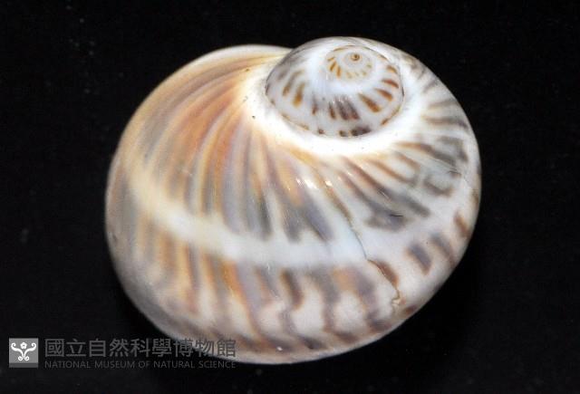 小灰玉螺藏品圖，第2張