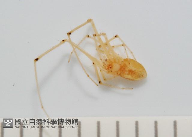 蘭嶼金姬蛛藏品圖，第2張