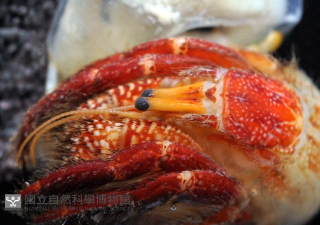珊瑚細螯寄居蟹藏品圖，第2張