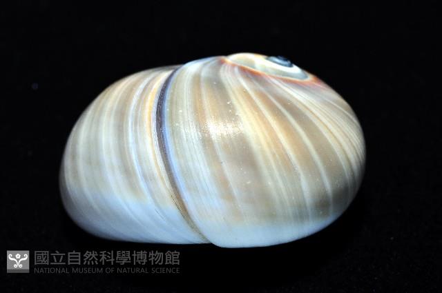 大玉螺藏品圖，第2張