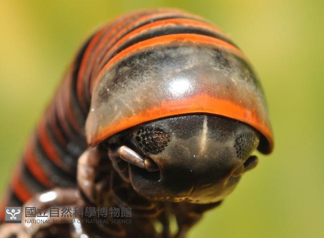 太麻里山蛩藏品圖，第2張