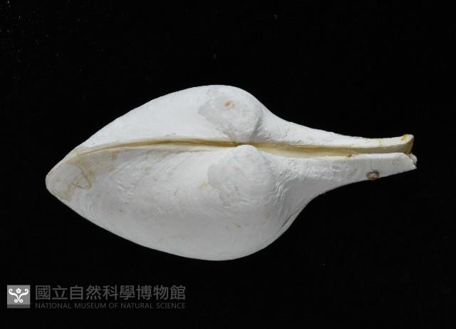 太平洋深淵杓蛤藏品圖，第2張