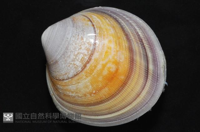 環文蛤藏品圖，第2張