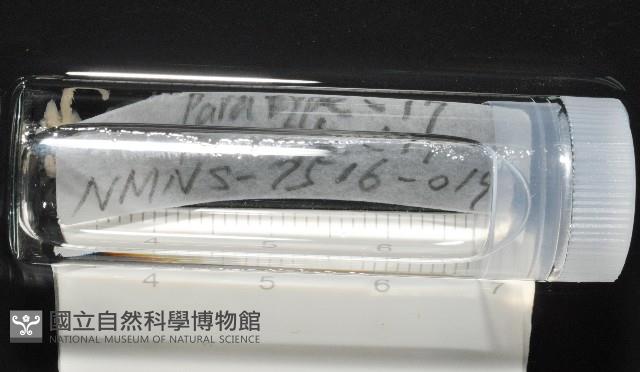 梧棲搓蟄蟲藏品圖，第2張