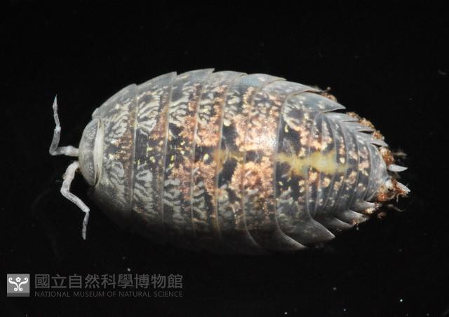 鼠婦之一種藏品圖，第2張