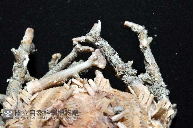 雙列角頭帕藏品圖，第2張