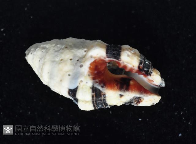 正斑馬峨螺藏品圖，第2張