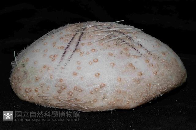 大脆心形海膽藏品圖，第2張