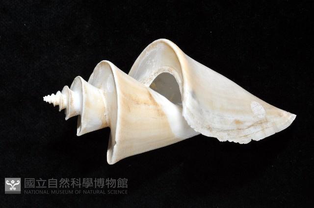 旋梯螺藏品圖，第2張