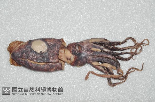 奇妙帆魷藏品圖，第2張