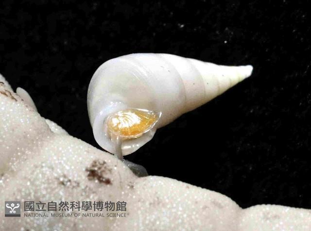 強壯瓷螺(暫譯)藏品圖，第2張