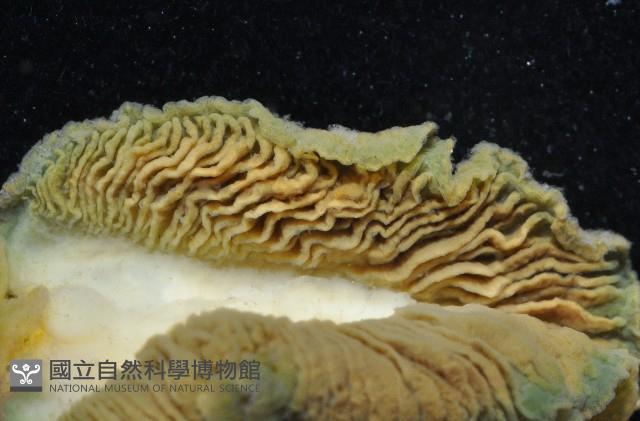 密毛平鰓海天牛藏品圖，第2張