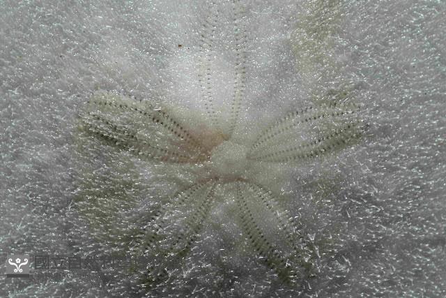 裂邊毛餅海膽藏品圖，第2張