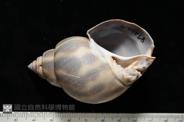 皮氏鳳螺藏品圖，第2張