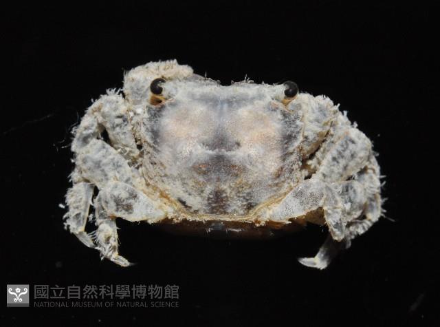 小相手蟹藏品圖，第2張